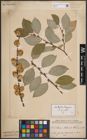 Foto von Salix caprea L.